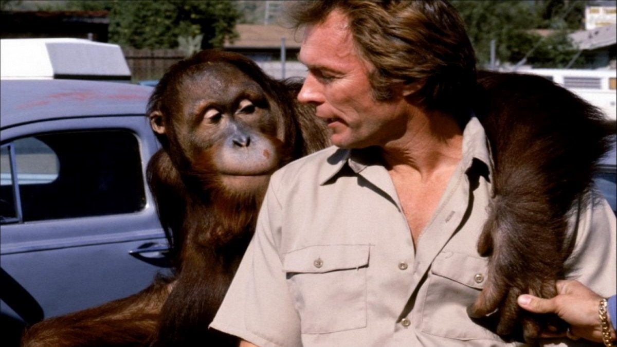 Manis the Orangutan