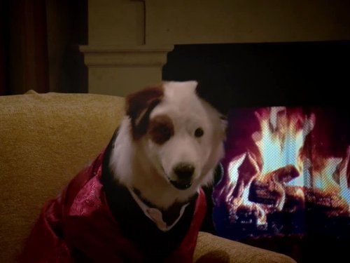 Stan the dog