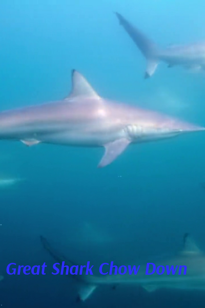 Great Shark Chow Down